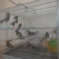 ۸عدد سهره نر