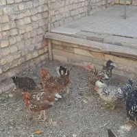 تخم مرغ نطفه دار مرغ گلین