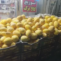 فروش خربزه دامی