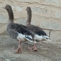 بط بیابونی اصل