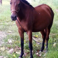 مادیان گمشده