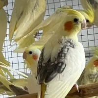 قناری عروس هلندی طوطی برزیلی گرینچک