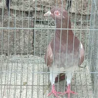 فروش کبوتر|پرنده|مینودشت, |دیوار