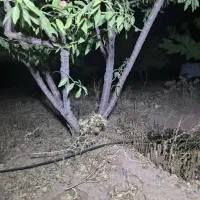 1000متر زمین کشاورزی