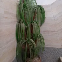 گل زیبا|گل مصنوعی|قزوین, |دیوار