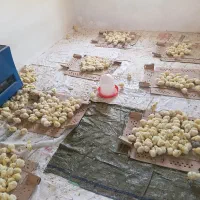 جوجه گوشتی عمده و خرده