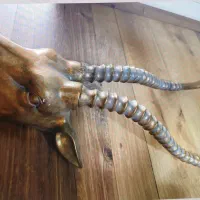 دیوار کوب گوزن