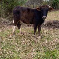 لیشه دورگ محلی اصیل|حیوانات مزرعه|ضیابر, |دیوار