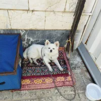 حیوان خانگی سگ کامل خانگی تربیت شده