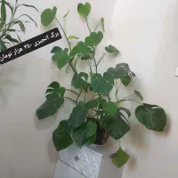 فروش ویژه گل‌های آپارتمانی سالم|گل و گیاه طبیعی|ایرانشهر, |دیوار