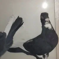 ماده پلنگ کلایی خوشگل|پرنده|رفسنجان, |دیوار