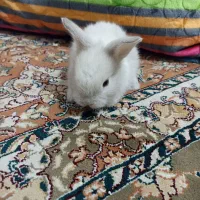 خرگوش لوپ|موش و خرگوش|بندرعباس, |دیوار