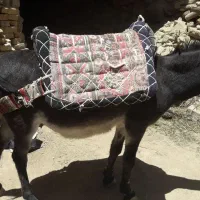 پالان الاغ