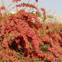 زرشک|عمده‌فروشی|قائن, |دیوار