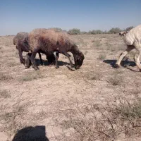 گوسفند جوان داشتی|حیوانات مزرعه|گنبد کاووس, |دیوار