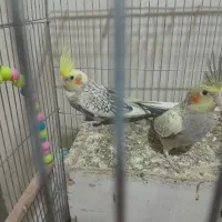 عروس هلندی
