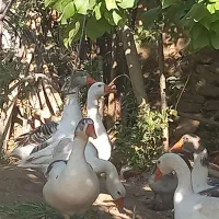 غاز|حیوانات مزرعه|شاهرود, |دیوار