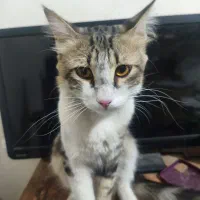 واگذاری گربه dlh