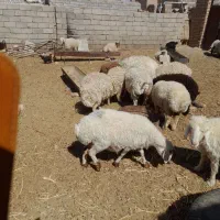 بره ماده و میش|حیوانات مزرعه|بیرجند, |دیوار