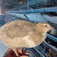 تخم خوراکی تخم نطفه دار و گوشت گرم