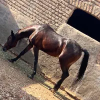 اسب نریون عرب|حیوانات مزرعه|پیشوا, |دیوار