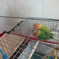 فروش یک جفت  کوتوله برزیلی