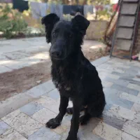 دوتا سگ وُرک و بلک|سگ|رباط‌کریم, پرندک|دیوار