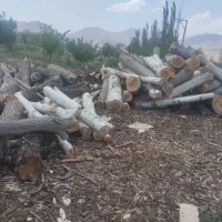 خرید و فروش چوب درخت تر و خشک