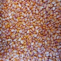 ۲۰ کیلو بذر ذرت علوفه