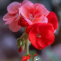 نظافت چی آقا 31