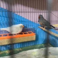 خاص ترین فنچ ایران فنچ وایدا و جامبو big size|پرنده|شیراز, عفیفآباد|دیوار