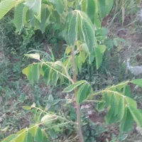 نهال گردو پیوندی وبادام|خدمات باغبانی و درختکاری|عجب شیر, |دیوار