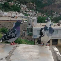 کبوتر|پرنده|پاوه, |دیوار