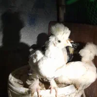 جوجه مرغ|حیوانات مزرعه|کاشمر, |دیوار