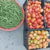 گوجه و لوبیا سبز