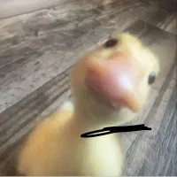 جوجه اردک عمده