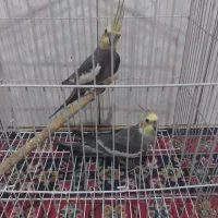عروس هلندی نر