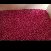 زرشک تازه ابداروخشکبار بیرجند