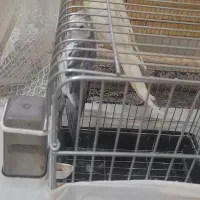 عروس هلندی مولد|پرنده|محمدشهر, شهرک پیام (مهرالبرز)|دیوار