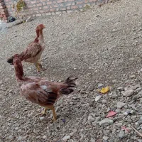 دعدد مرغ لاری تخم گذار|حیوانات مزرعه|نالوس, |دیوار