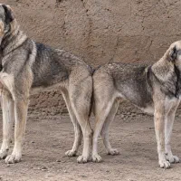 سگ پژدر نصل دار (ماده)
