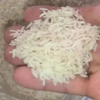 برنج شیرودی تازه برداشت