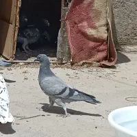 جوجه مسافتی