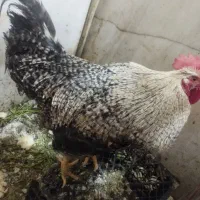 یک عدد خروس محلی|حیوانات مزرعه|تهران, ترمینال جنوب|دیوار