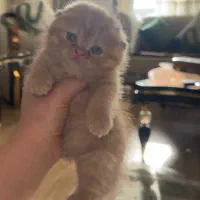 گربه اسکاتیش|گربه|بوکان, |دیوار