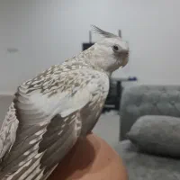 گمشده