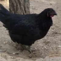 مرغ و خروس محلی|حیوانات مزرعه|فریمان, |دیوار