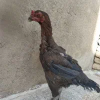 مرغ لاری|پرنده|تهران, شهرک آزادی|دیوار