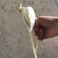 عروس هلندی گمشده