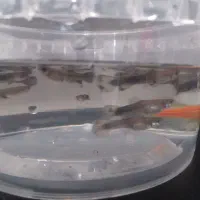 ماهی گوپی|ماهی|کرمانشاه, |دیوار